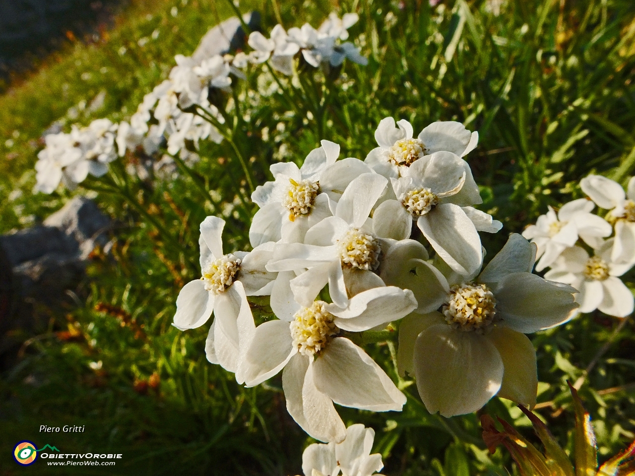 80 Fiori alla macro....JPG